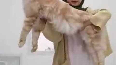 Ini Dia Cara Gendong Kucing dengan Benar!