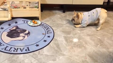 Funny Cat and Dog Videos That Will Make Your Day