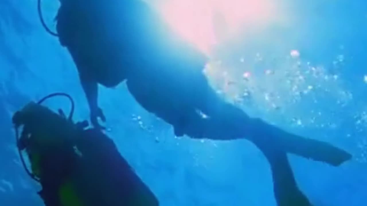 Scuba Diving