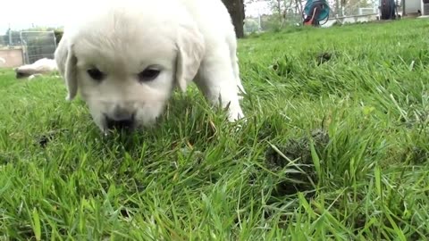 DOGS DEPEND ON THEIR MOOD