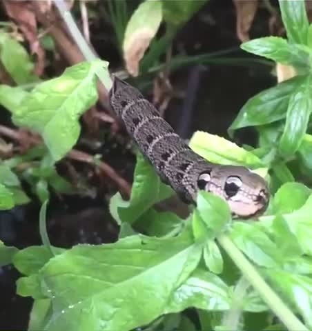 Amazing Half snake half caterpillar Snakepiller