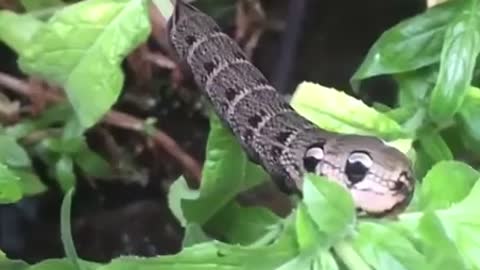 Amazing Half snake half caterpillar Snakepiller