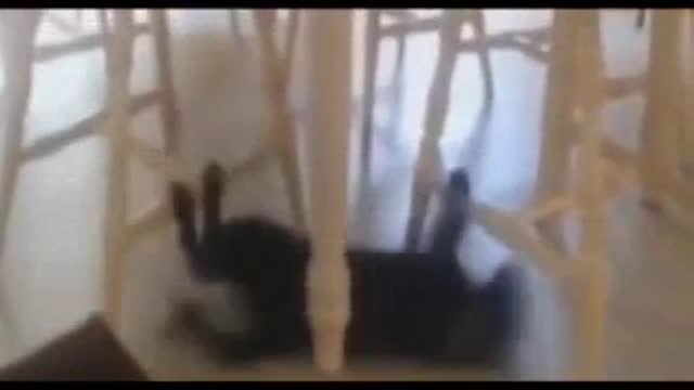 Funny Cat Compilation