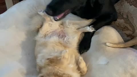 Dogs and Cats getting along