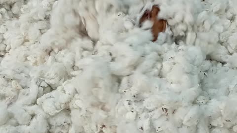 Cotton in Dog