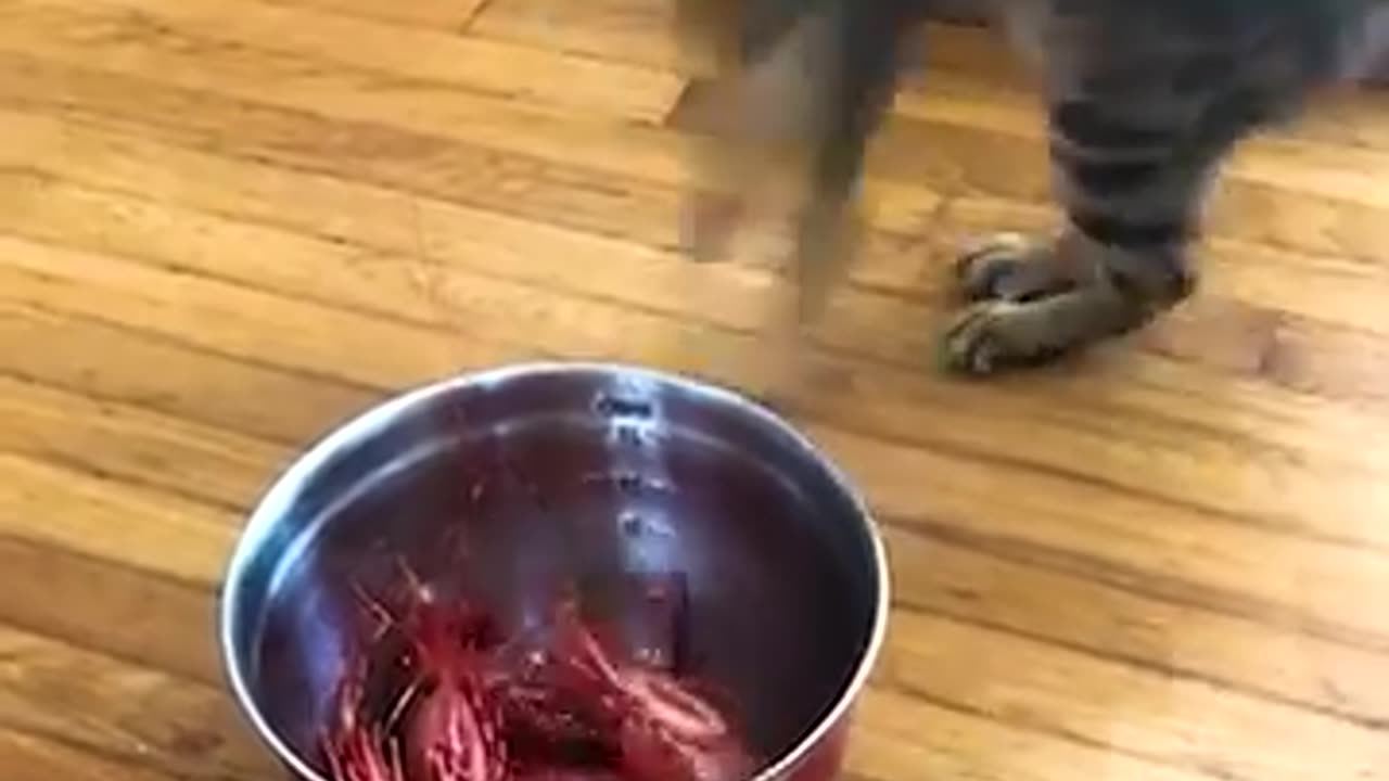 Funny video