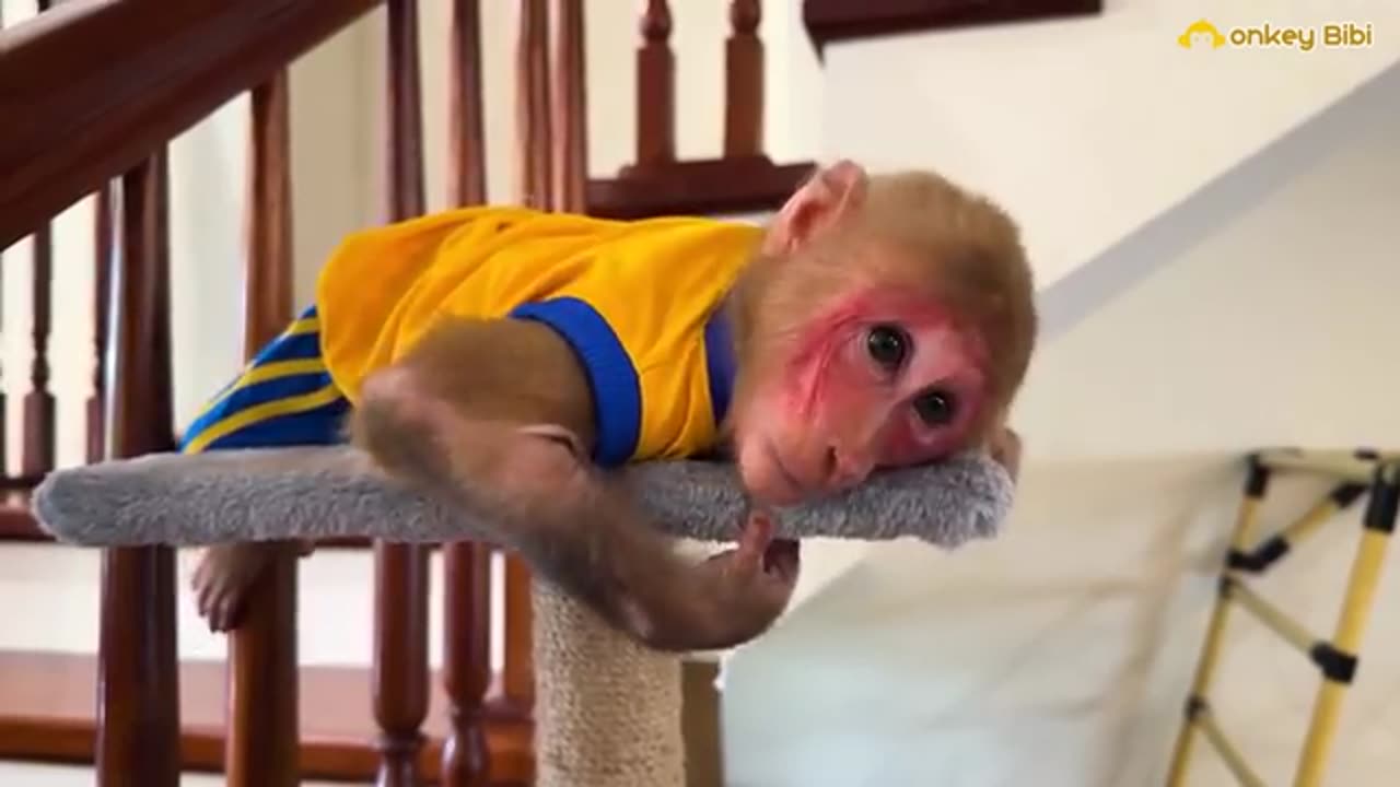 Monkey babi pooped for street for enjoy hapyful