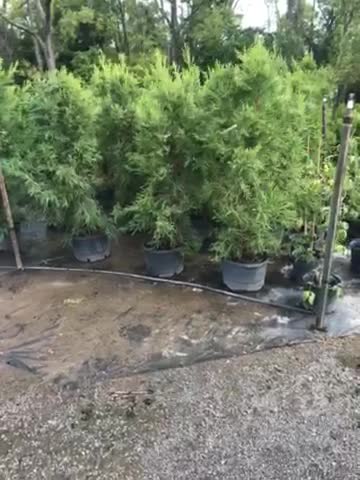 Cryptomeria yoshinos at Highland Hill Farm in Bucks County near Doylestown