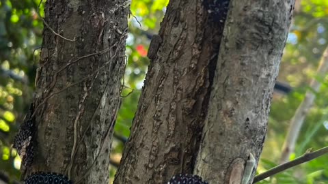 Borboleta estaladeira de ventral vermelha