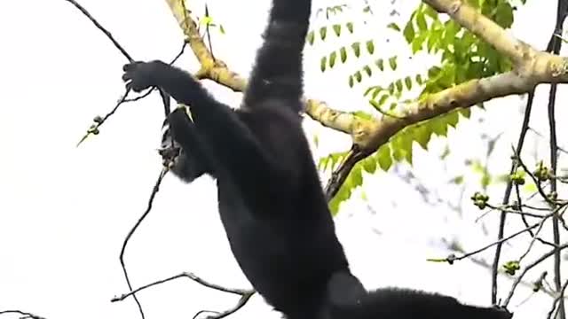 The Western Hoolock Gibbon is at the risk of extinction #EndangeredSpeciesday #Shorts #animalplanet