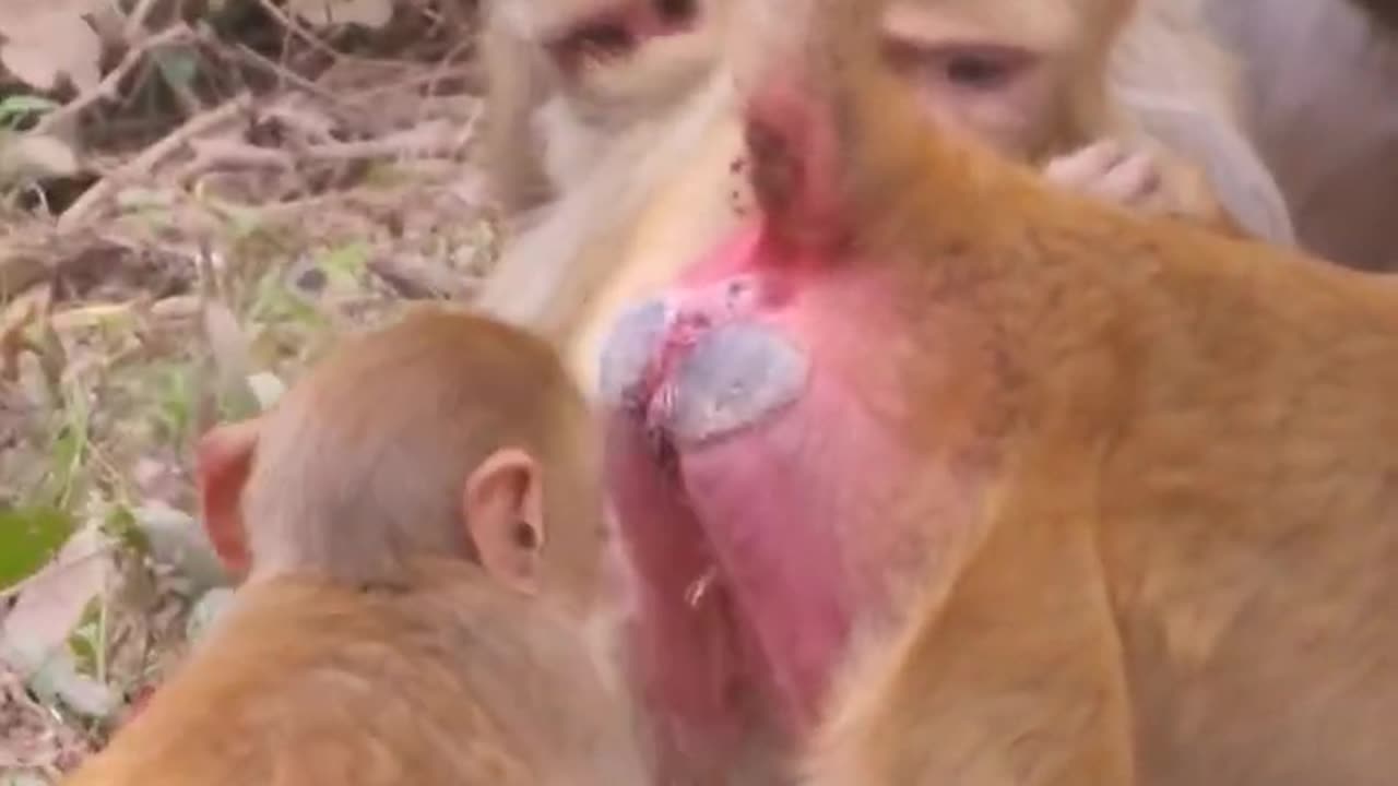 Funny monkey funny video