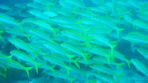 Cleaner fish