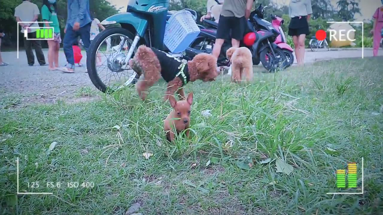 Cute puppy meeting bigger friends first time