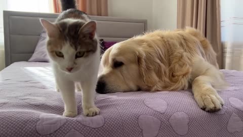 Golden Retriever Reacts to Pregnant Cat