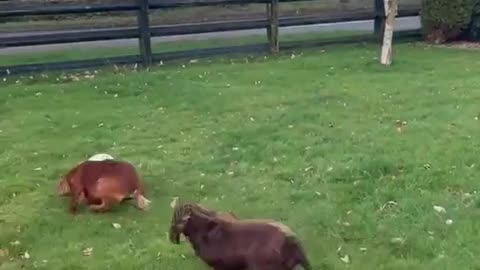 Cute dogs playing soccer