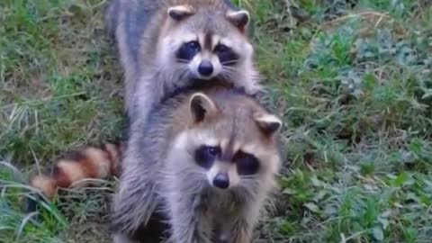 Is this a raccoon?