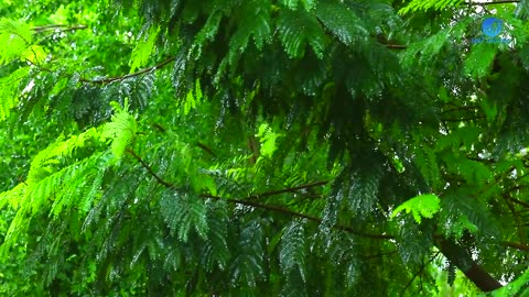 Beautiful Rain Raining Scenery & Neture vedio