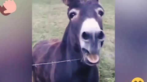 animal fun video