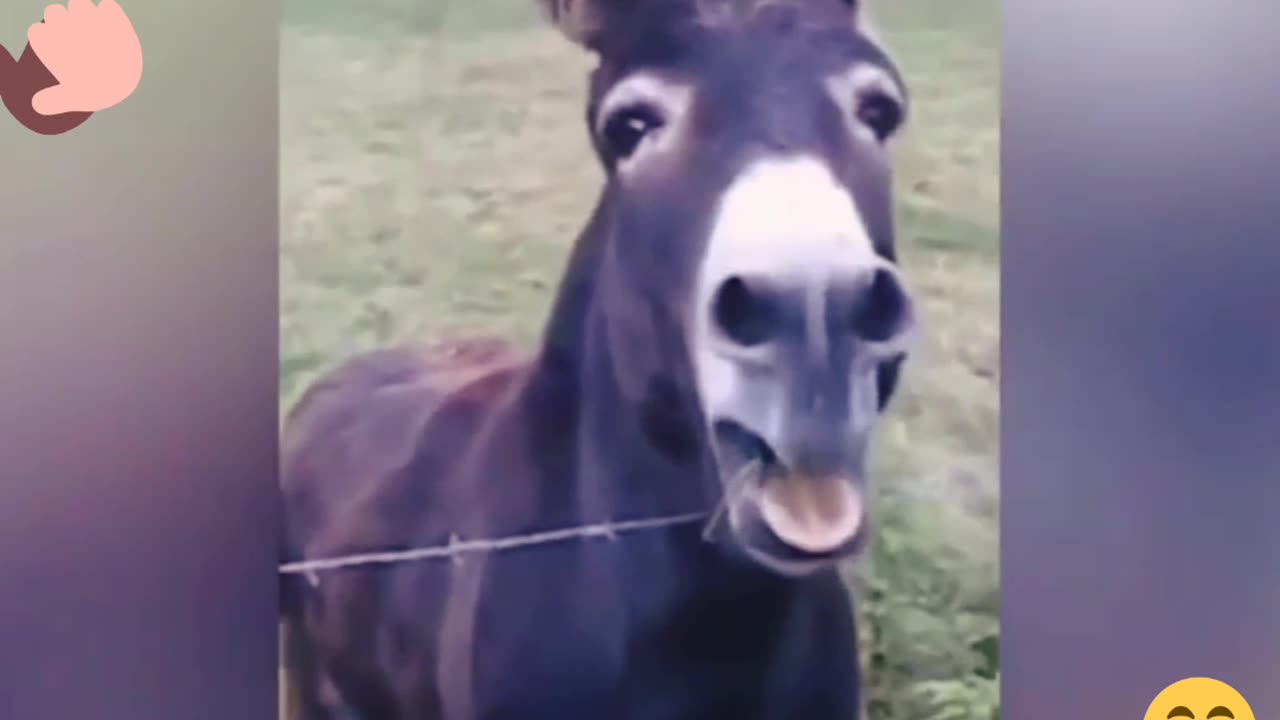 animal fun video
