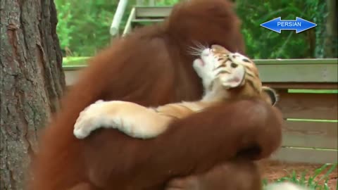 Animal Love With Animals Beautiful Moments
