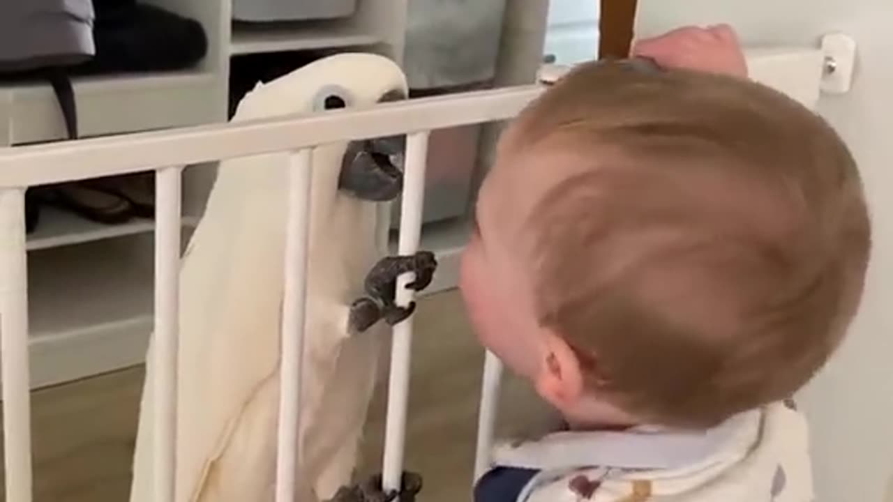 Cutebaby