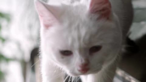 pretty cats
