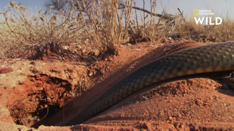 Le grand varan d'Australie, cousin du dragon de Komodo