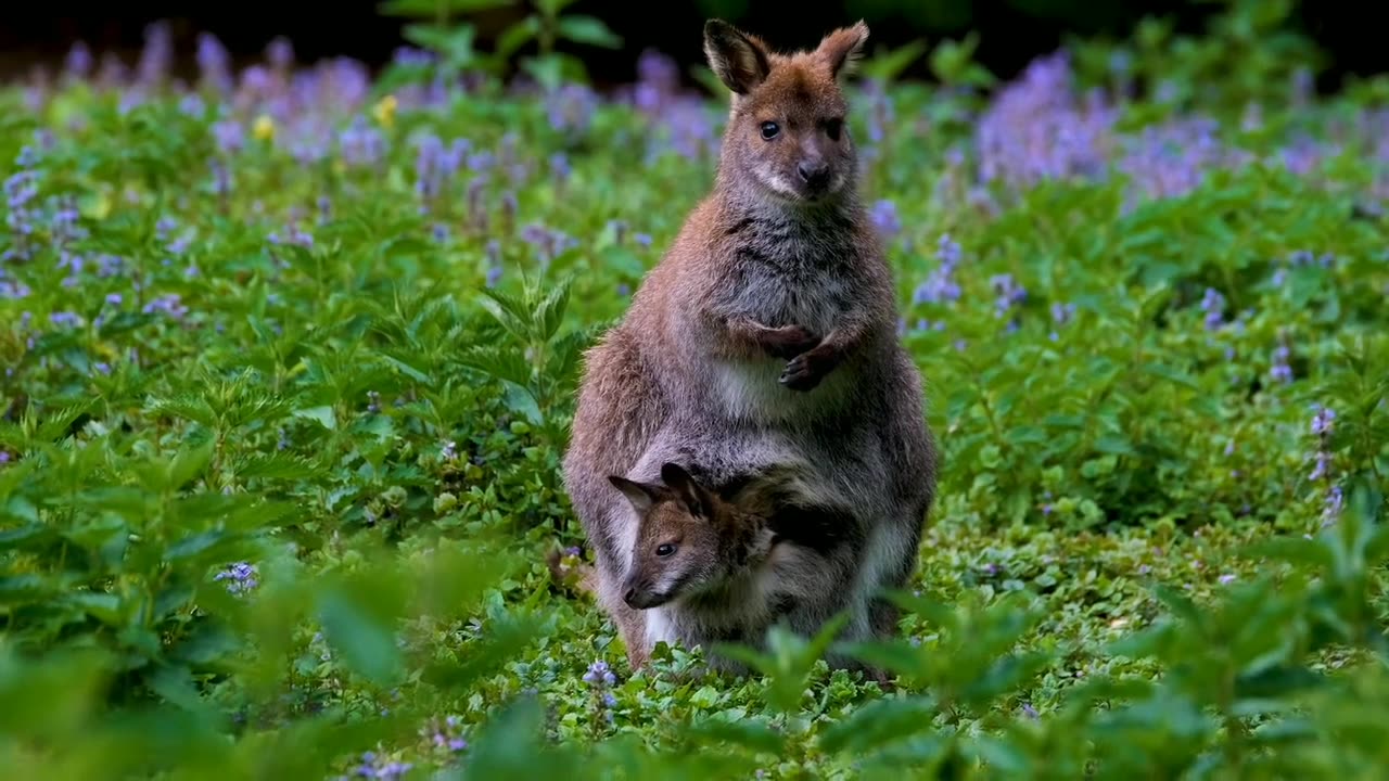 Largest Hopping Animal | National Geographic