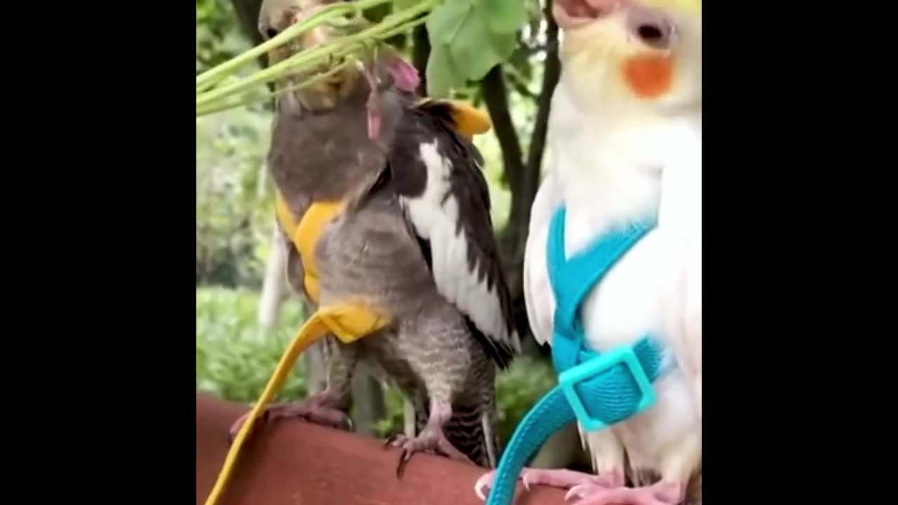 Qute 🐦 baby s #pairat 🦜short clip#🕊️bird