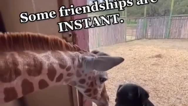 Instant Friendship