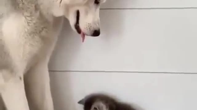 cute dog and baby cute funny moment 2021