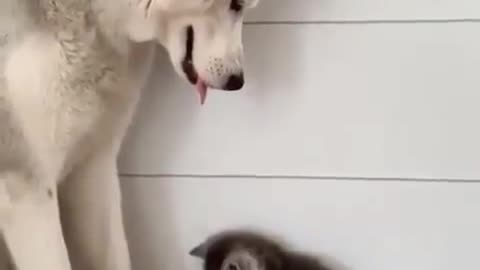 cute dog and baby cute funny moment 2021