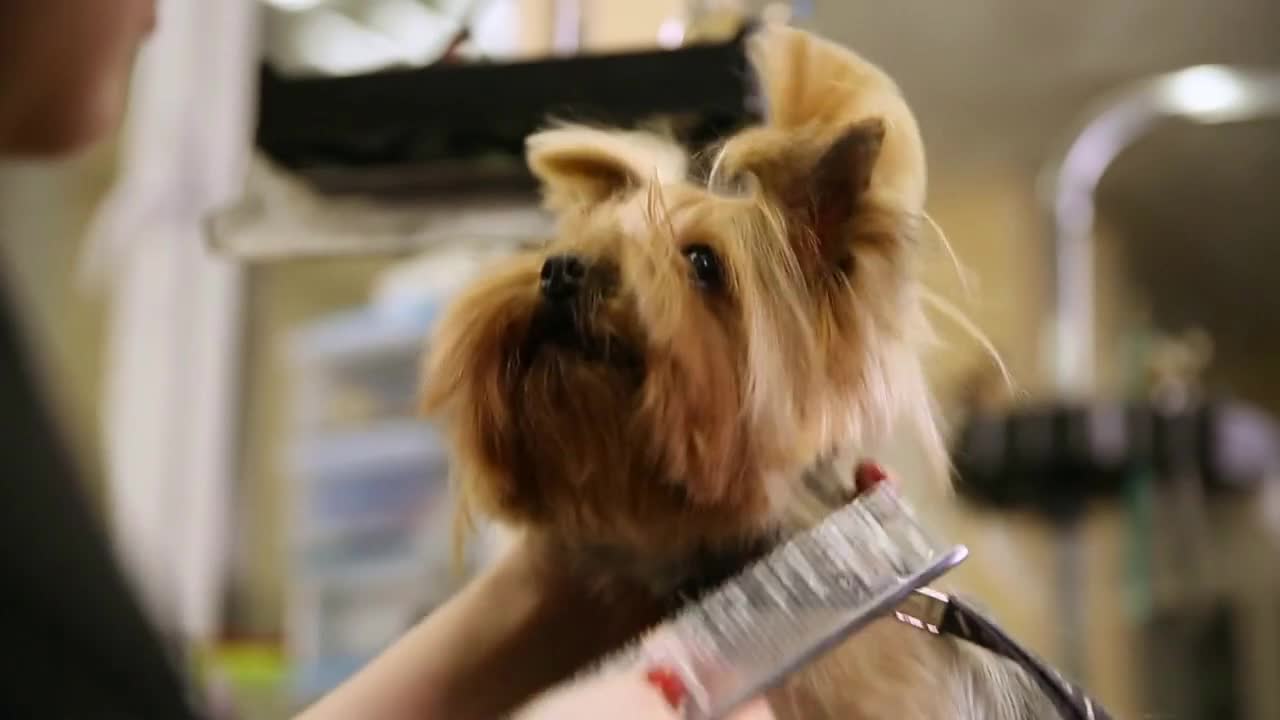 Woman professional hairdresser for dogs dresses an elastic band on the dog's head making tails