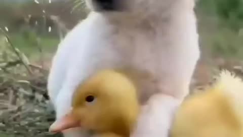 #cute dogs#cute ducks# cute animals# puppy videos
