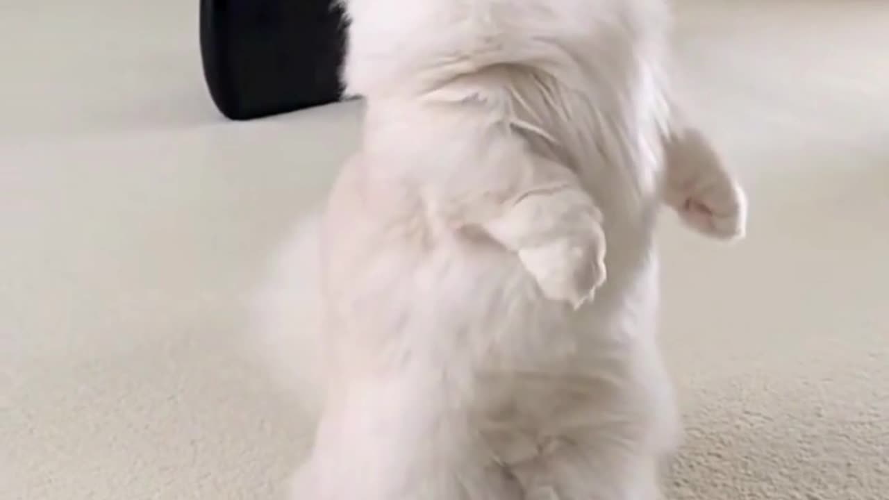 Fall In Love With Cat Funny Video Cat Funny Video And Love - How They Are The Same