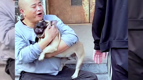 Dogs are man’s most loyal friends[Pet dog]Cute funny bulldog[pug]09