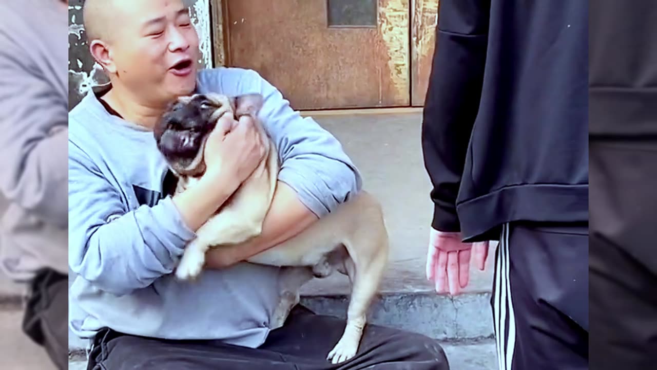 Dogs are man’s most loyal friends[Pet dog]Cute funny bulldog[pug]09