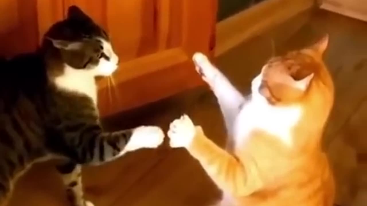 funniest cats and dogs