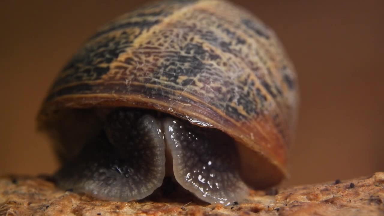 Garden Snail - such a wondrous creature. Fuji X-T200 and 7Artisans 60mm F2.8 Macro