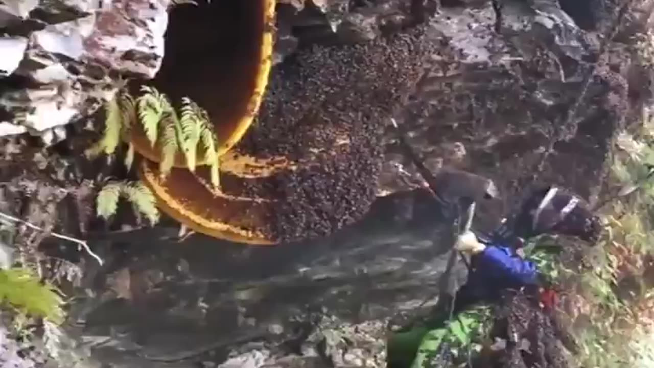 The life And his work Risk of a Honey Hunter🔥