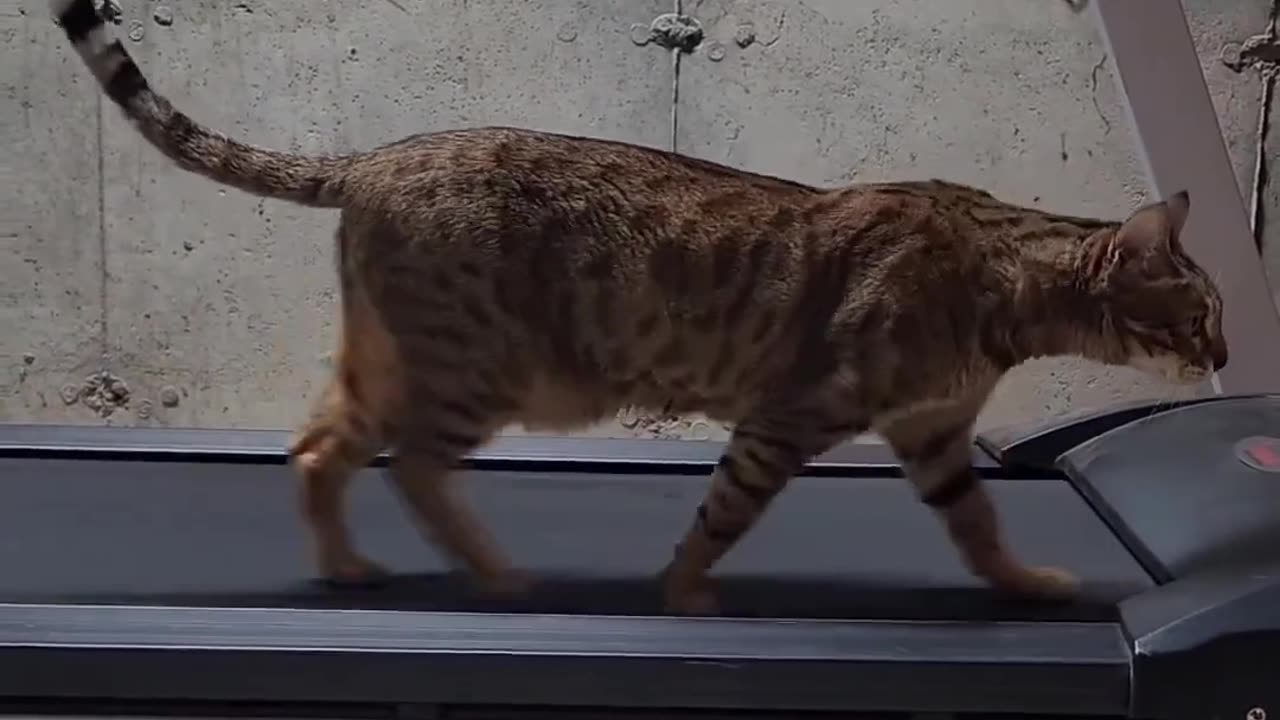 Funny animals videos