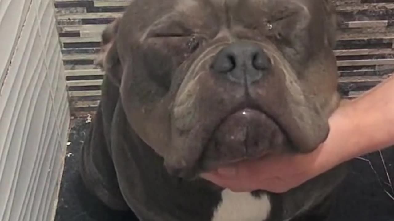 American bully attitude dog #short #shorts #americanbully #attitude #trending #youtube #dog #fypシ