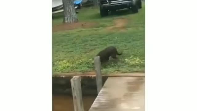 A dog's daily routine