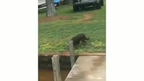 A dog's daily routine