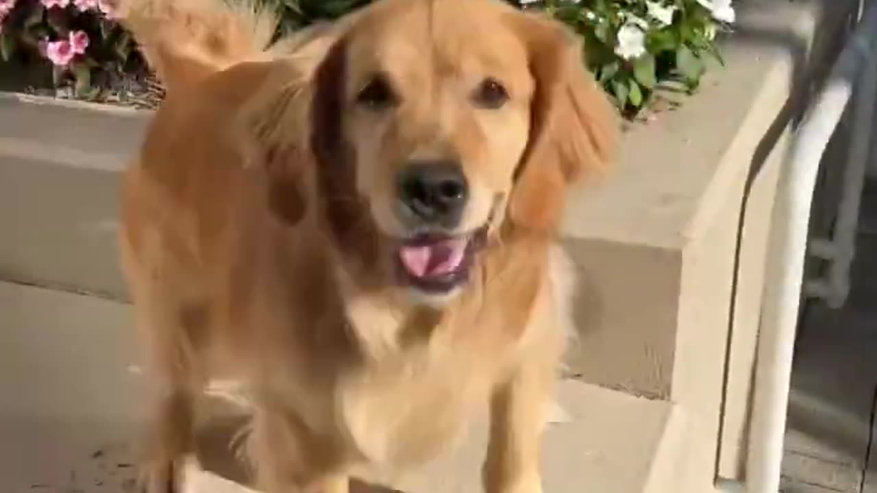 Dogs entertaining video 🐩🐩🐩