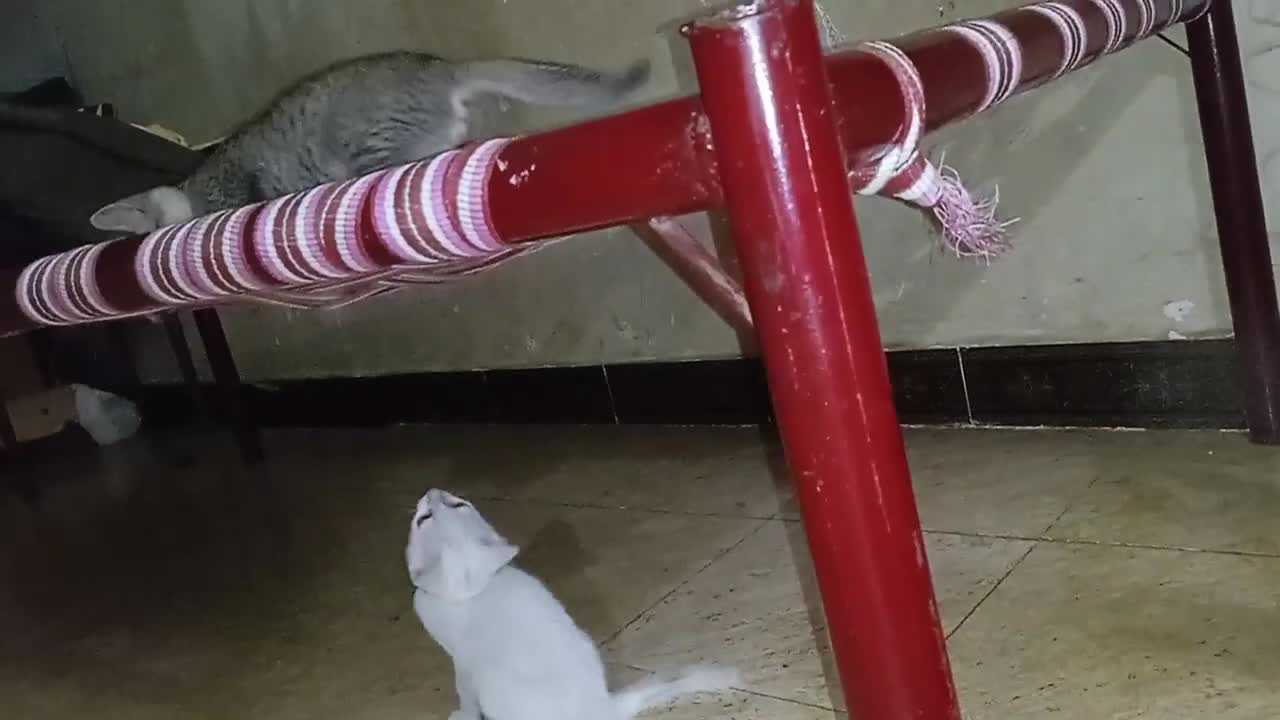 š±cat kitten⤠mind voice#nhthamizha #cat