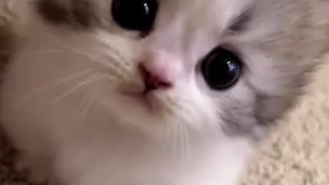 Cute cats