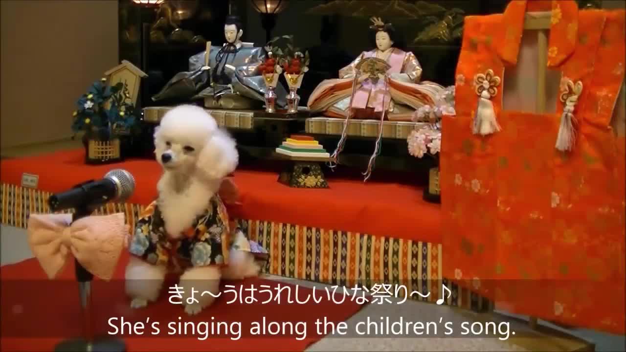 Dogs School Training - Dog School Music Motion