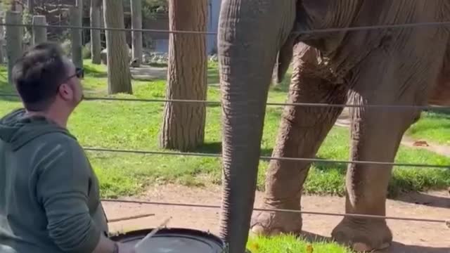 Elephant play a drum🙈😂