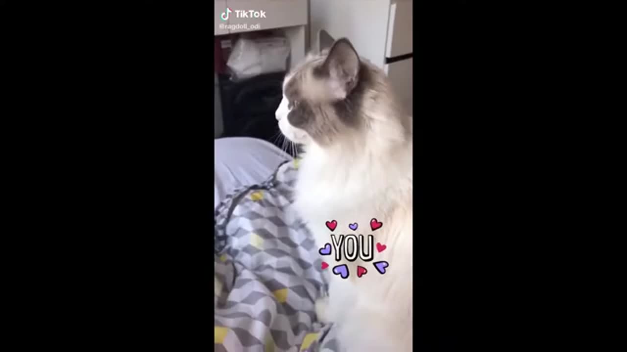 Cute And Funny Animals Tiktok Compilation😺 Ep.31 Cute and Funny Animals